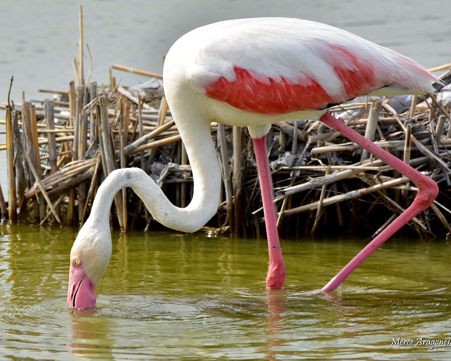 Plus de 340 espèces d’oiseaux ont été identifiées dans le Delta de l’Ebre